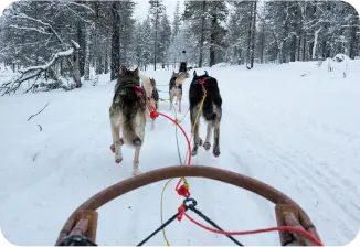 Chien de traineau Vercors