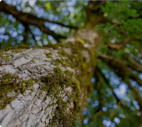 Développement  durable