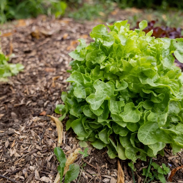 2025_LaMatrassière_027©NilsLouna