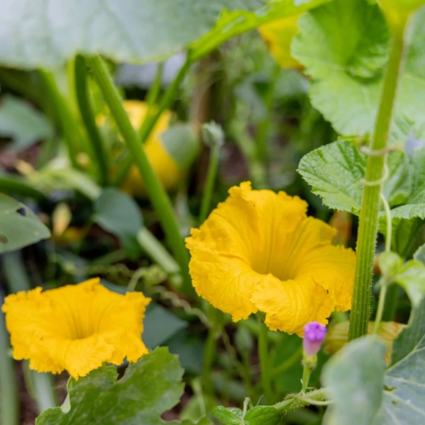 2025_LaMatrassière_028©NilsLouna