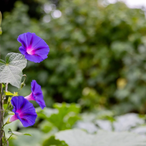 2025_LaMatrassière_029©NilsLouna