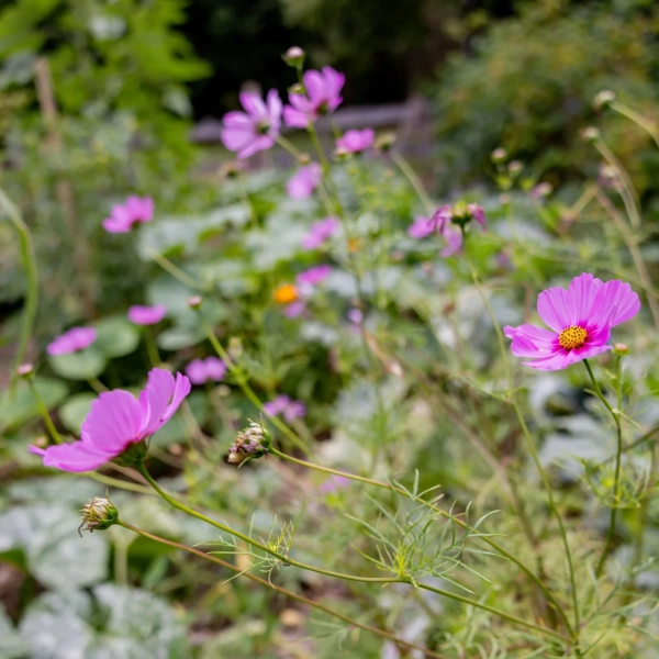 2025_LaMatrassière_031©NilsLouna