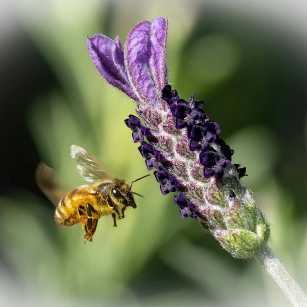 pexels-stuart-robinson-461411873-34008949